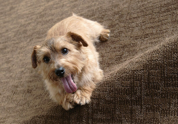 Cute puppy | Big Bob's Flooring Outlet Oklahoma City